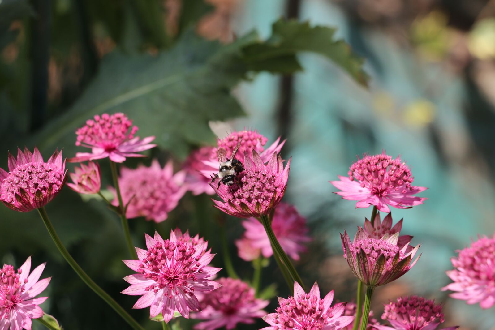 Canon EOS 70D sample photo. Flowers, pink flower, colourful photography