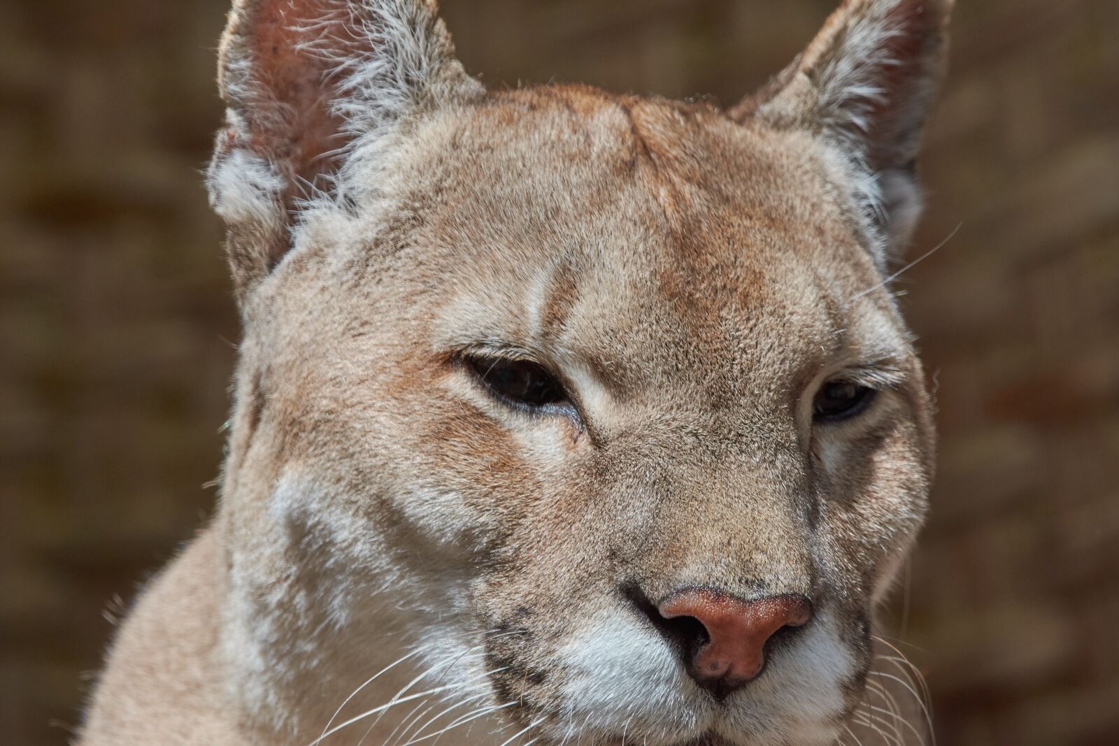 Nikon AF-S Nikkor 200-500mm F5.6E ED VR sample photo. Puma, old, predator photography