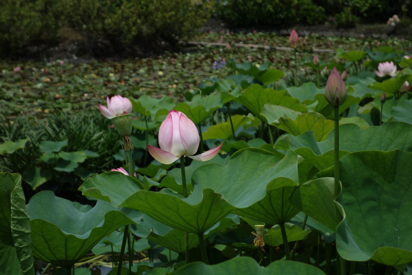Sony Cyber-shot DSC-RX100 sample photo. Spring, lotus, park photography