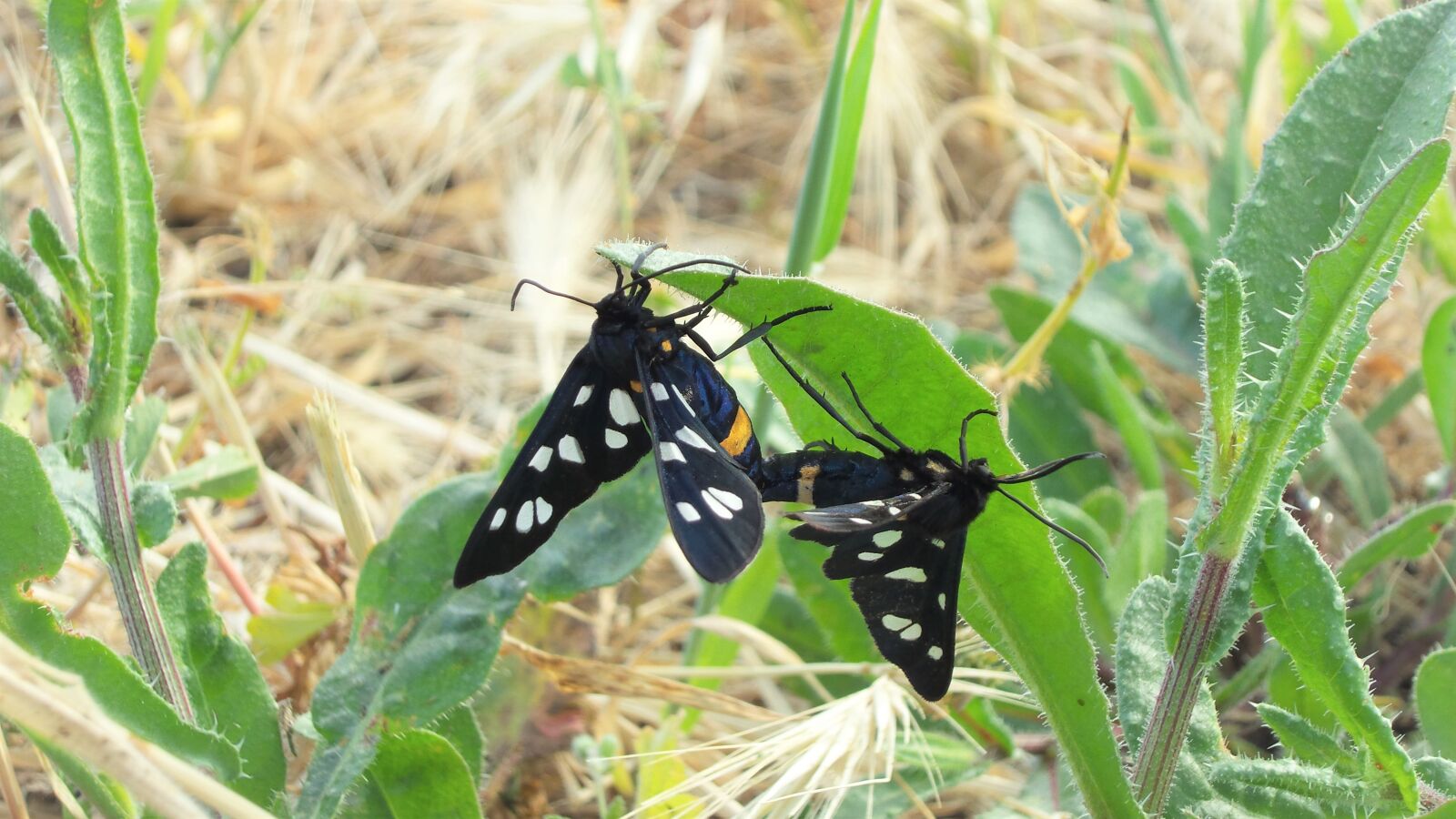 Samsung Galaxy S4 Zoom sample photo. Butterfly, pairing, pair photography