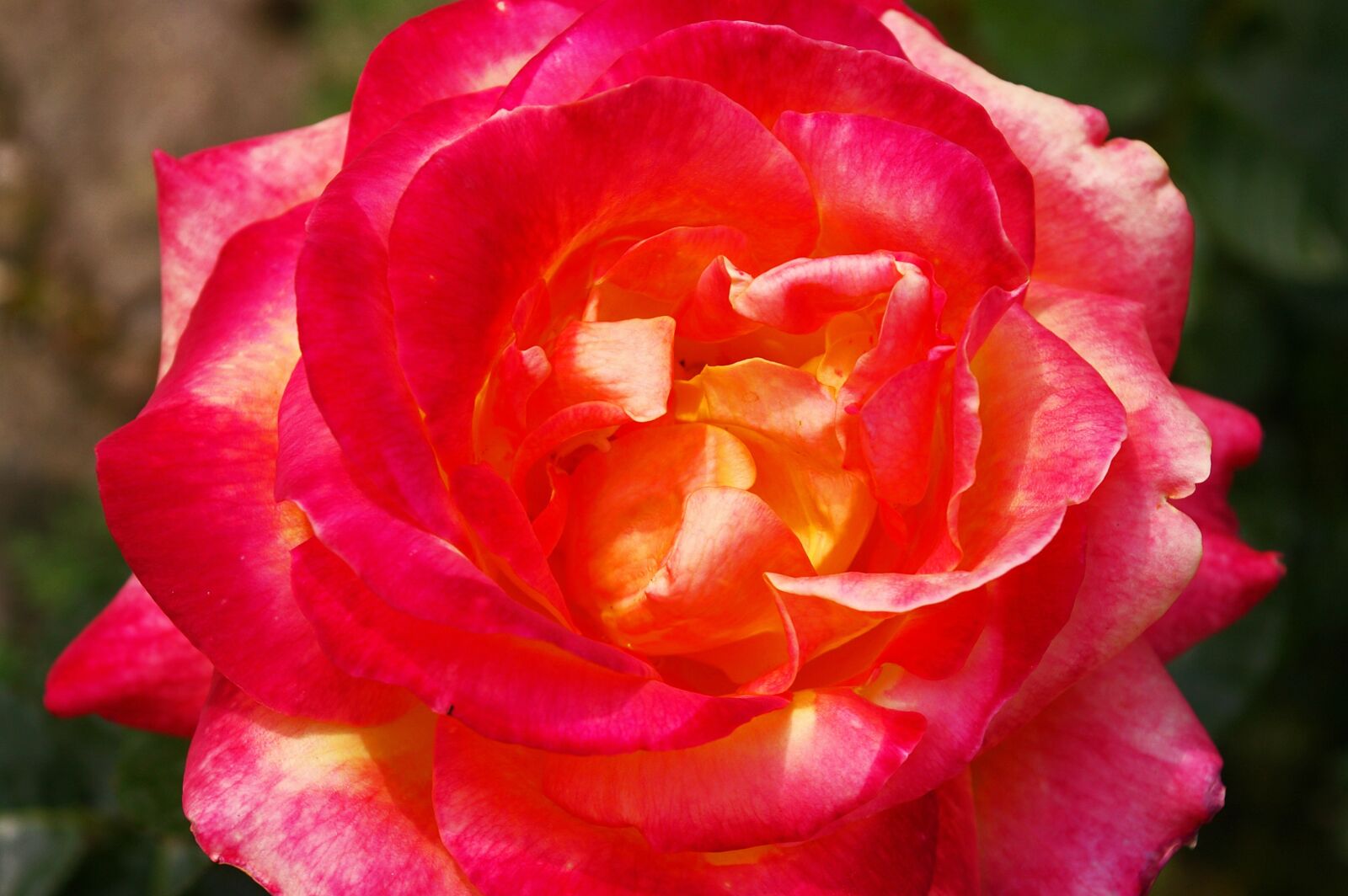 Pentax *ist DL2 sample photo. Rose, beauty, blossom photography