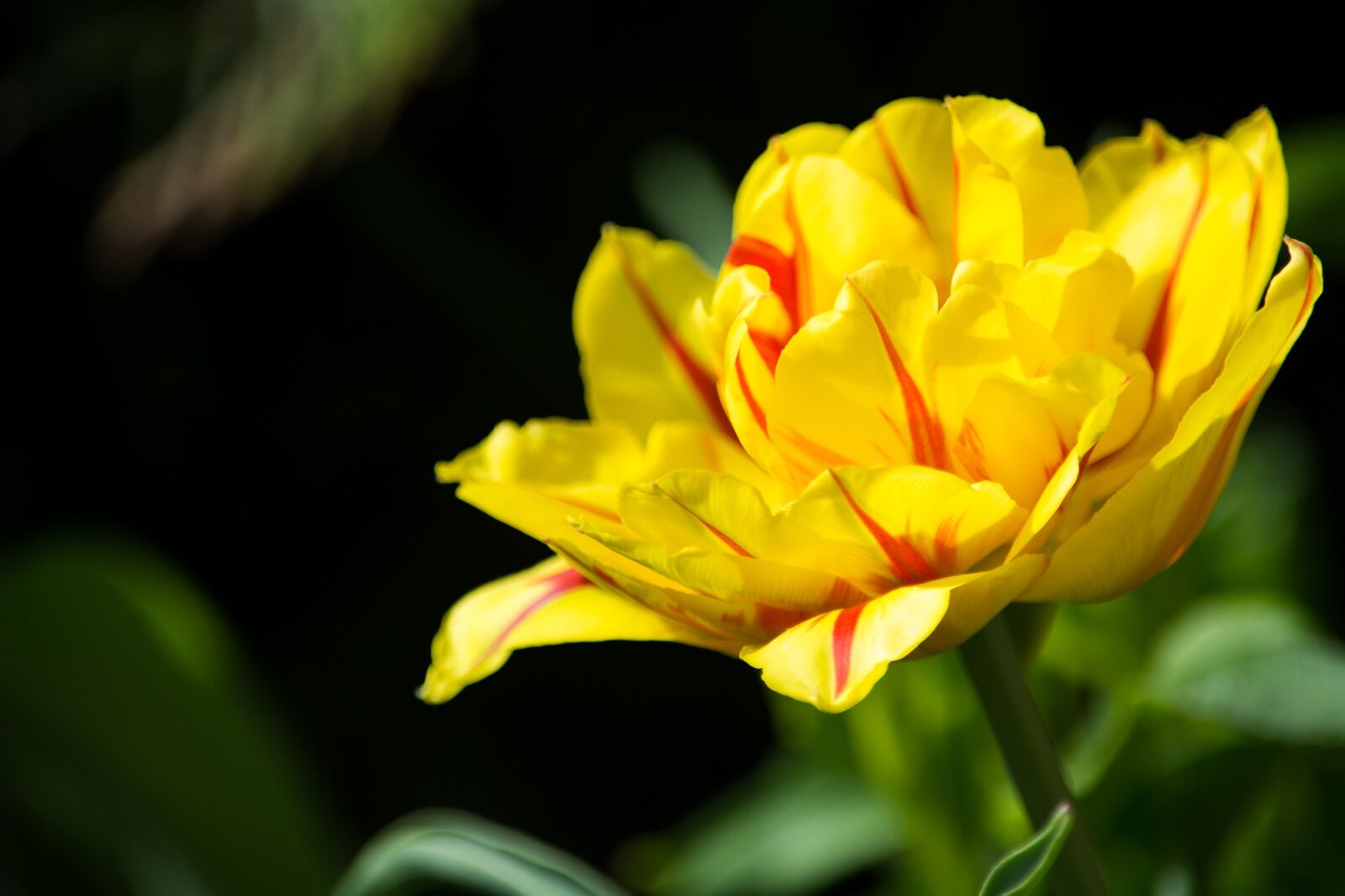 Nikon D7100 sample photo. Tulip, yellow red, yellow photography