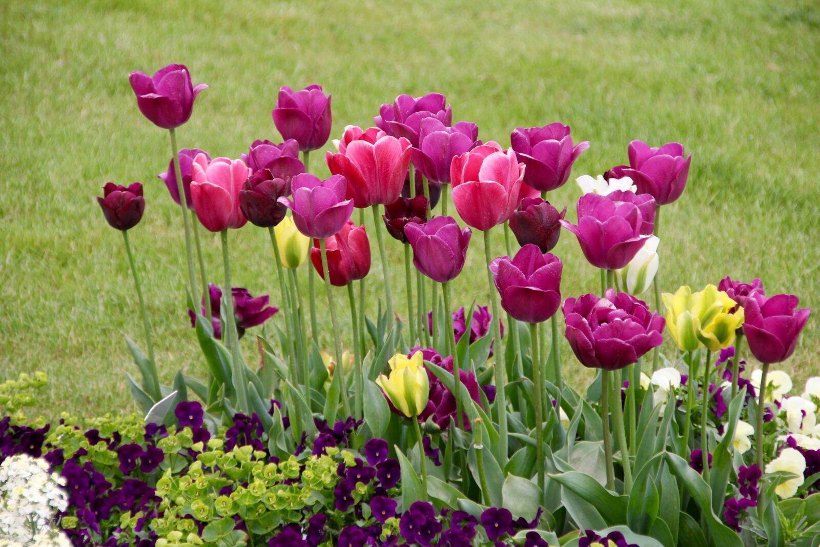 Canon EOS 60D sample photo. Tulips, tulipa, tulpenzwiebel photography