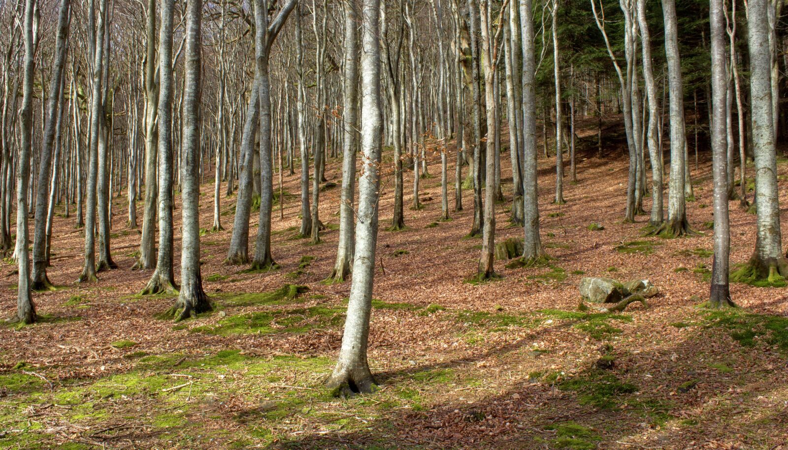 Canon EOS 600D (Rebel EOS T3i / EOS Kiss X5) sample photo. Trees, forest, woods photography