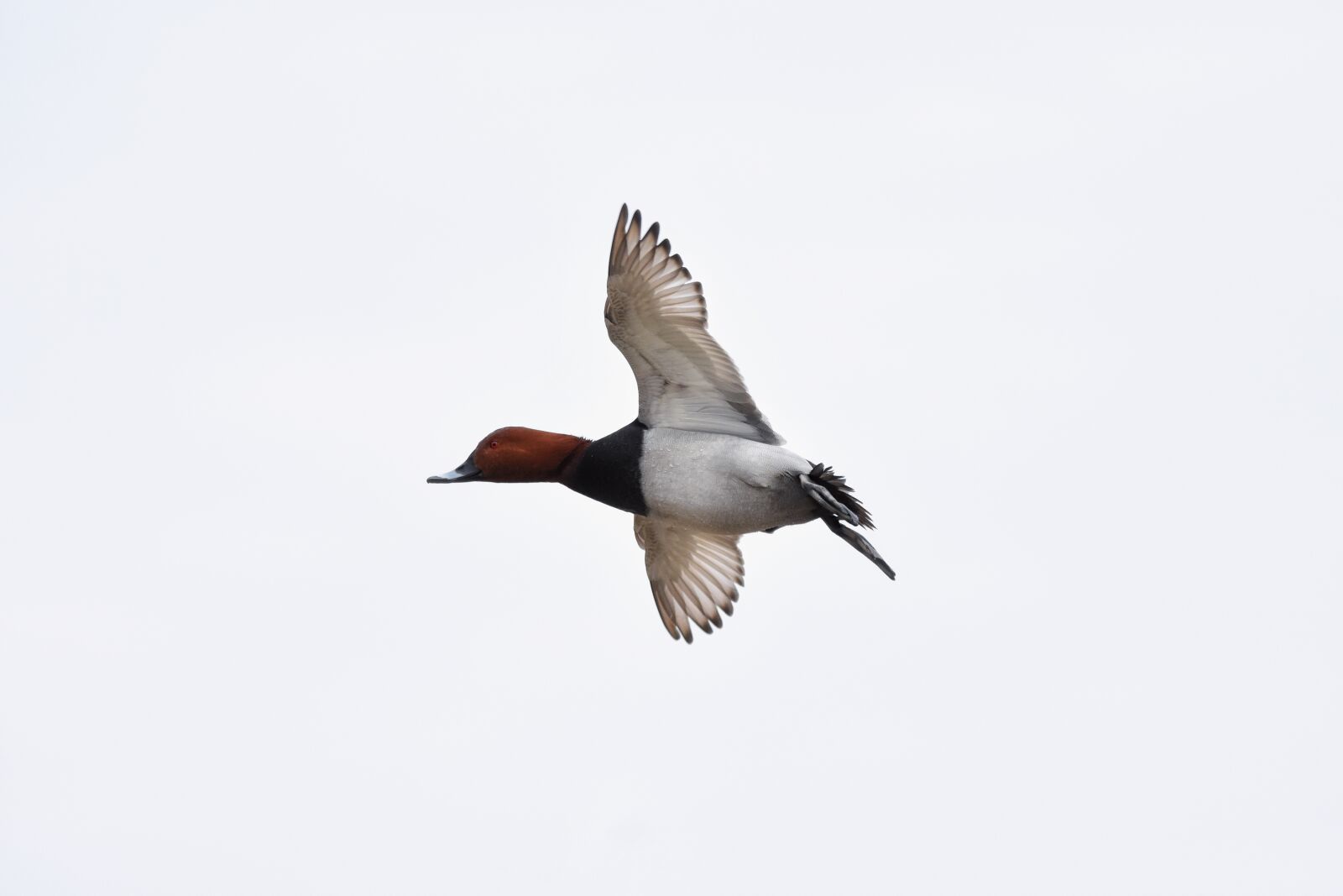 Nikon D7200 sample photo. Animal, sky, bird photography