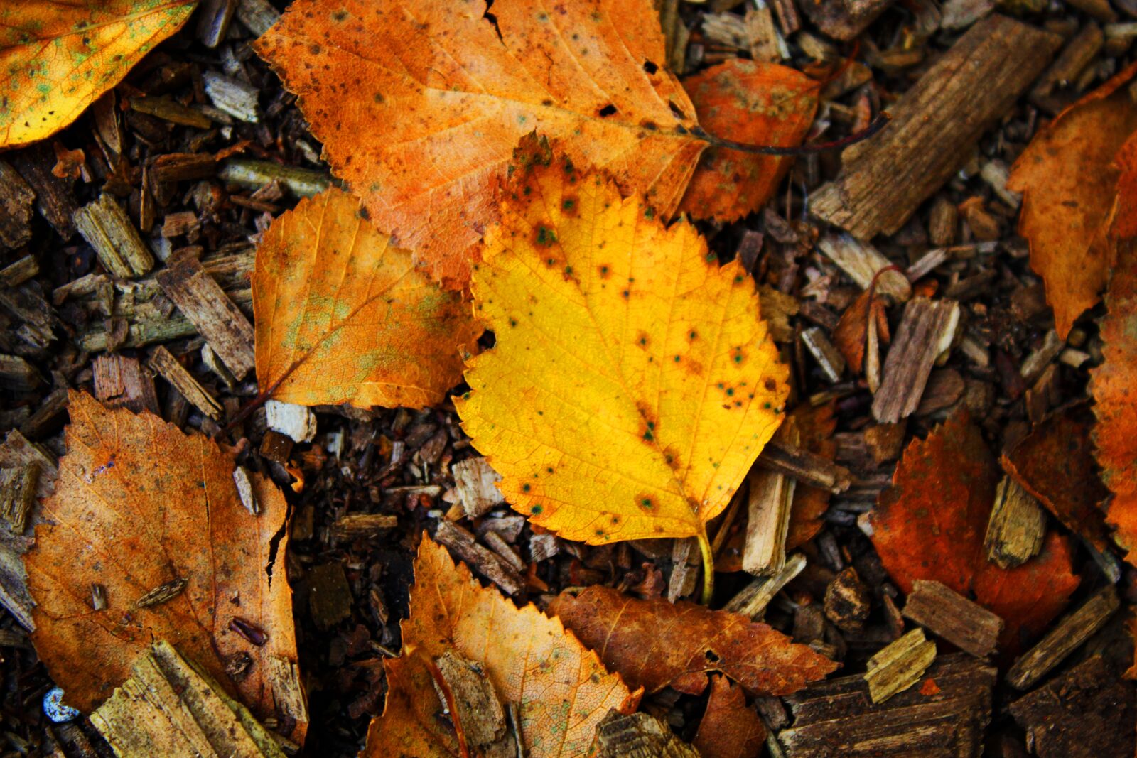 Canon EOS 1300D (EOS Rebel T6 / EOS Kiss X80) sample photo. Autumn, leaf, nature photography
