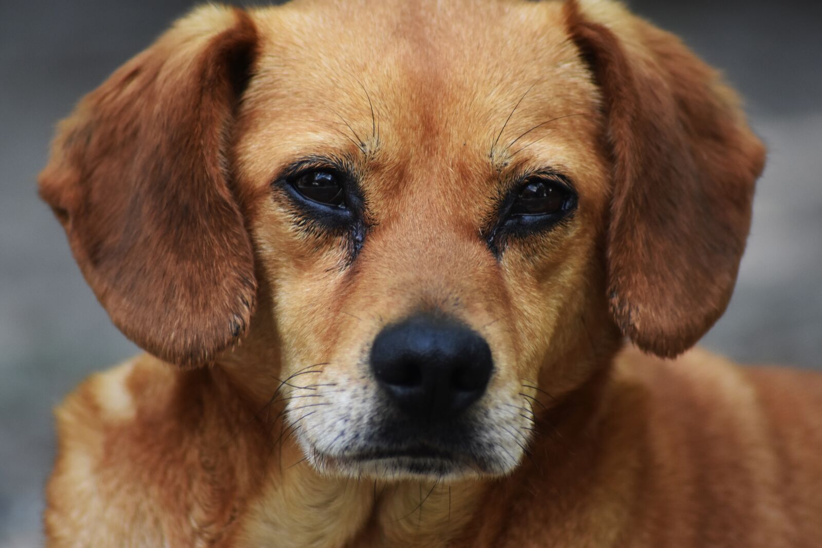 Nikon D3400 sample photo. Dog, domestic animal, pets photography