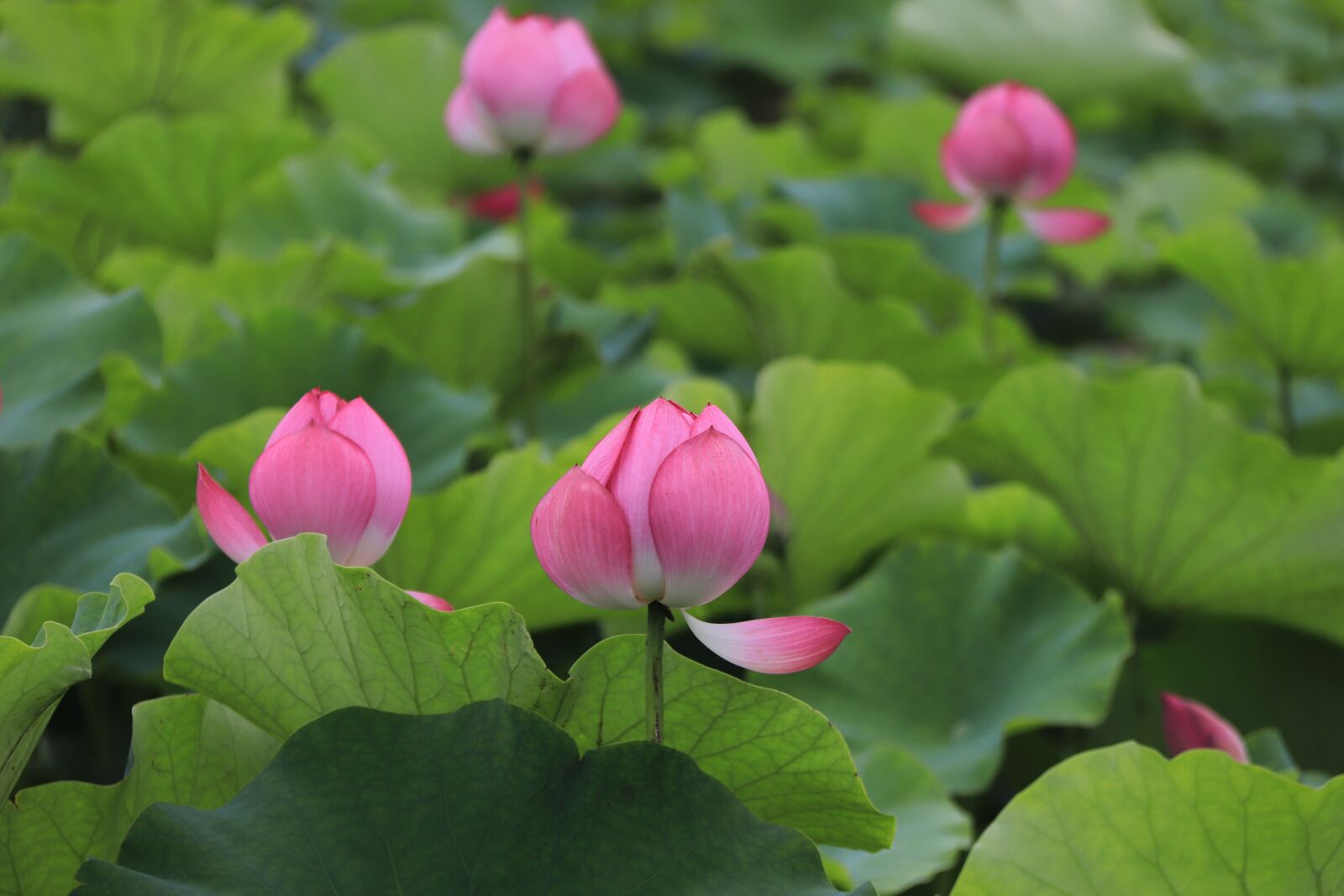 Canon EOS 800D (EOS Rebel T7i / EOS Kiss X9i) + Canon EF-S 18-200mm F3.5-5.6 IS sample photo. Lotus, pink lotus, lotus photography