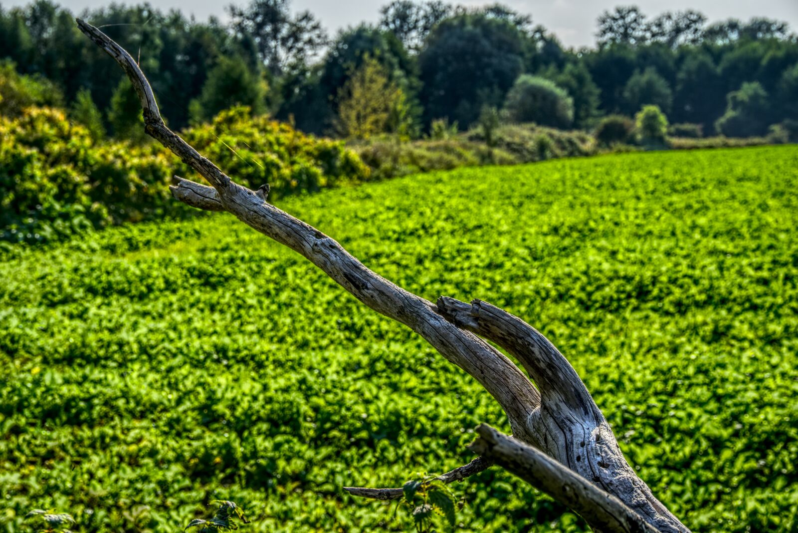Sony E 16-50mm F3.5-5.6 PZ OSS sample photo. Branch, close up, green photography