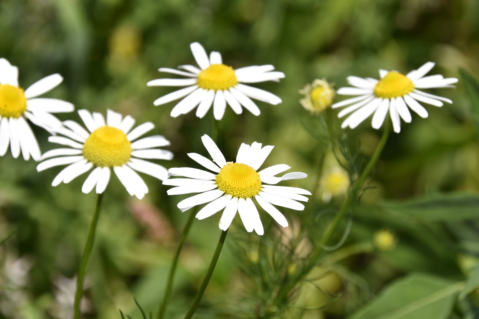 Nikon D5600 sample photo. Flowers, flowers daisies, plants photography