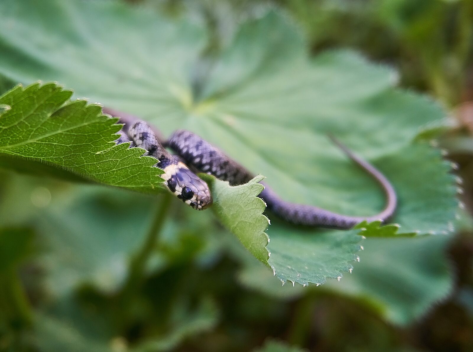Sony a6000 sample photo. Grass snake, snake, hide photography