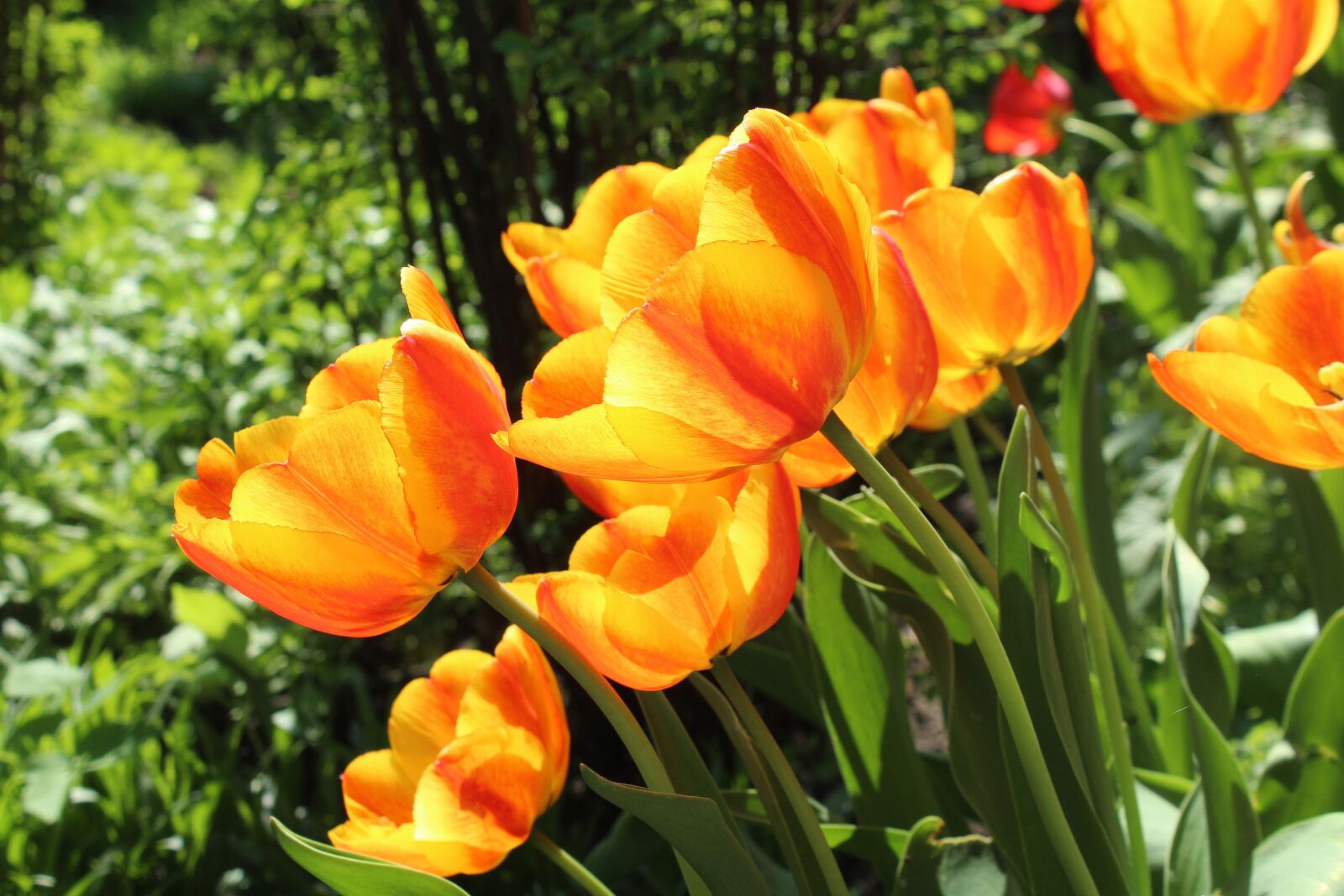 Canon EOS 1200D (EOS Rebel T5 / EOS Kiss X70 / EOS Hi) sample photo. Tulips, spring, flowering photography