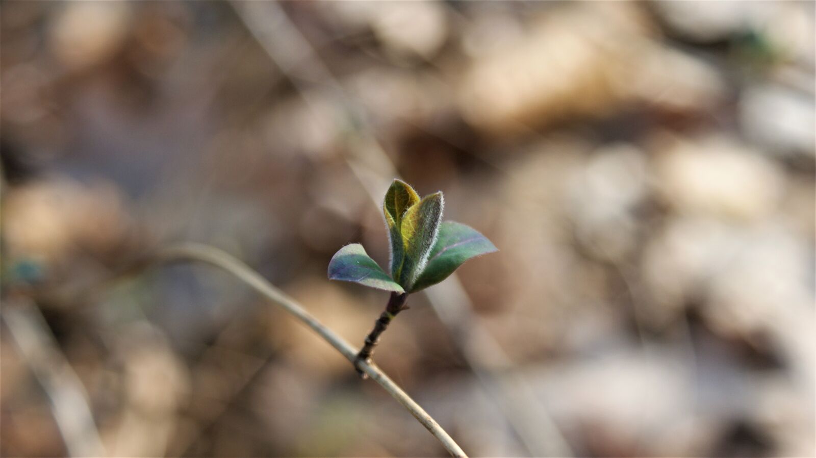 Sony Alpha DSLR-A350 sample photo. Leaves, green, new photography