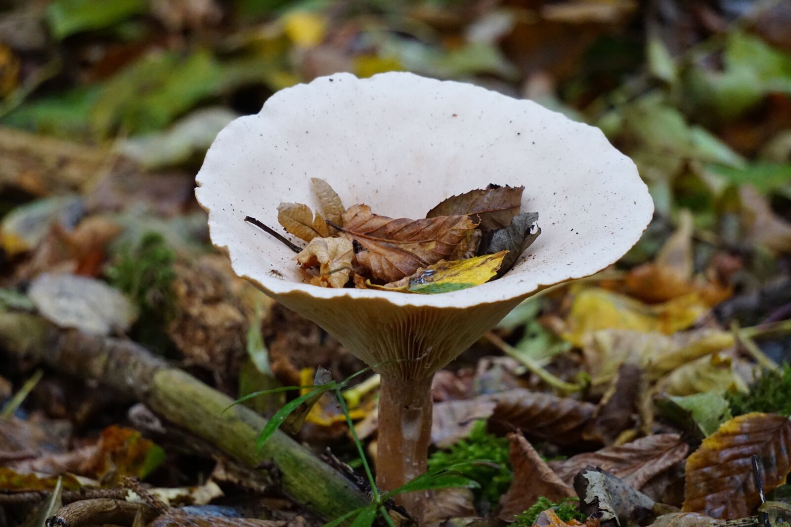 Sony E 55-210mm F4.5-6.3 OSS sample photo. Mushroom, forest, nature photography
