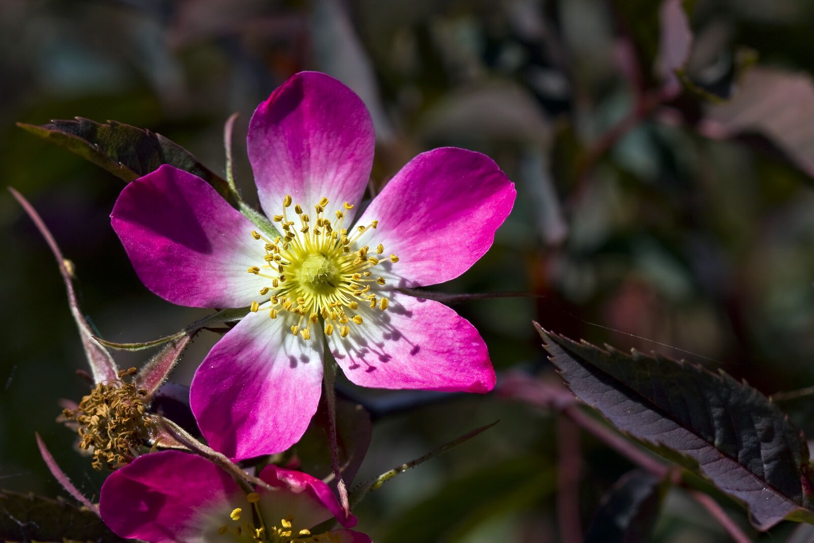 Canon EOS 40D sample photo. Flower, garden, buskrose photography