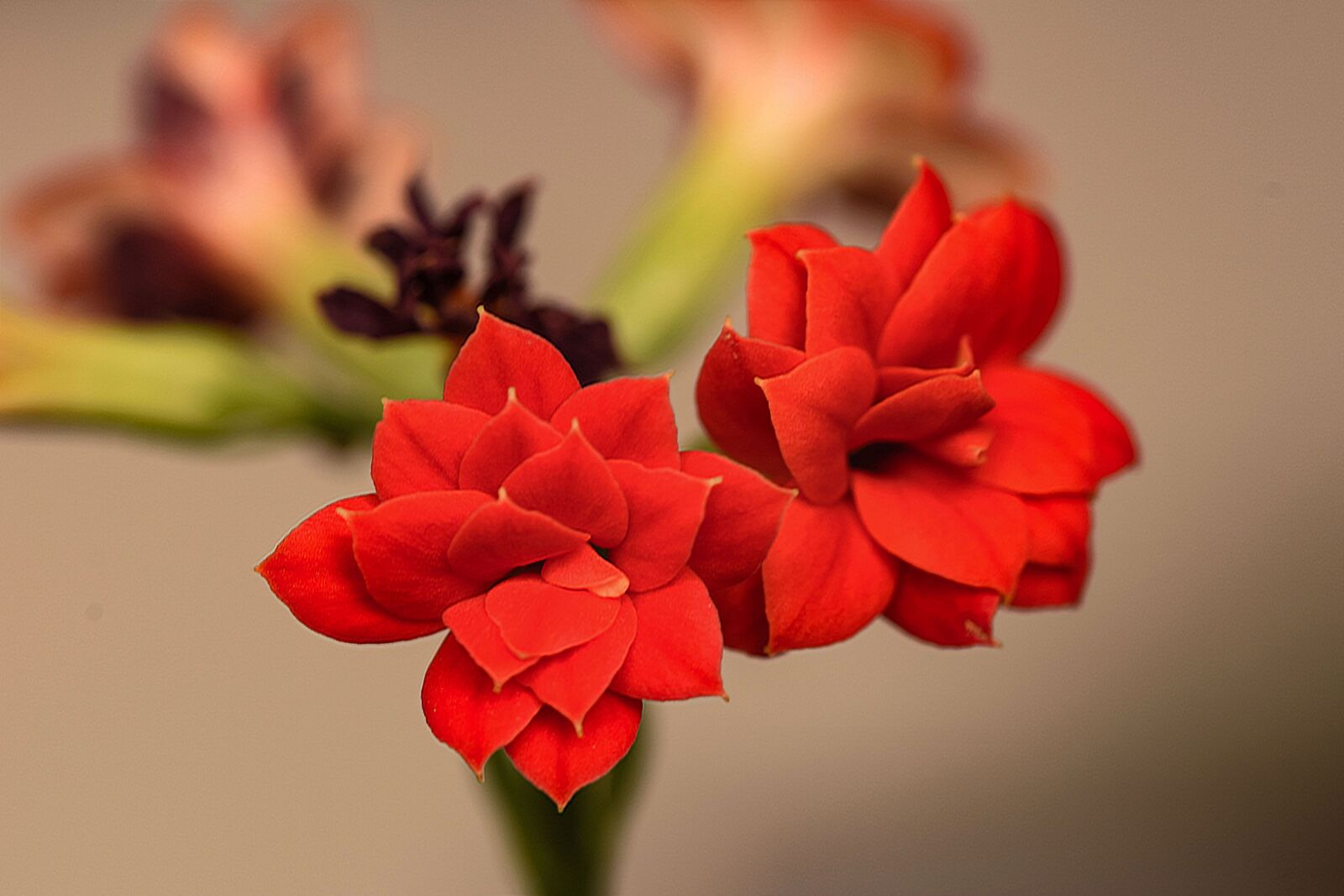 Nikon D5300 sample photo. Flower, room flower, petals photography