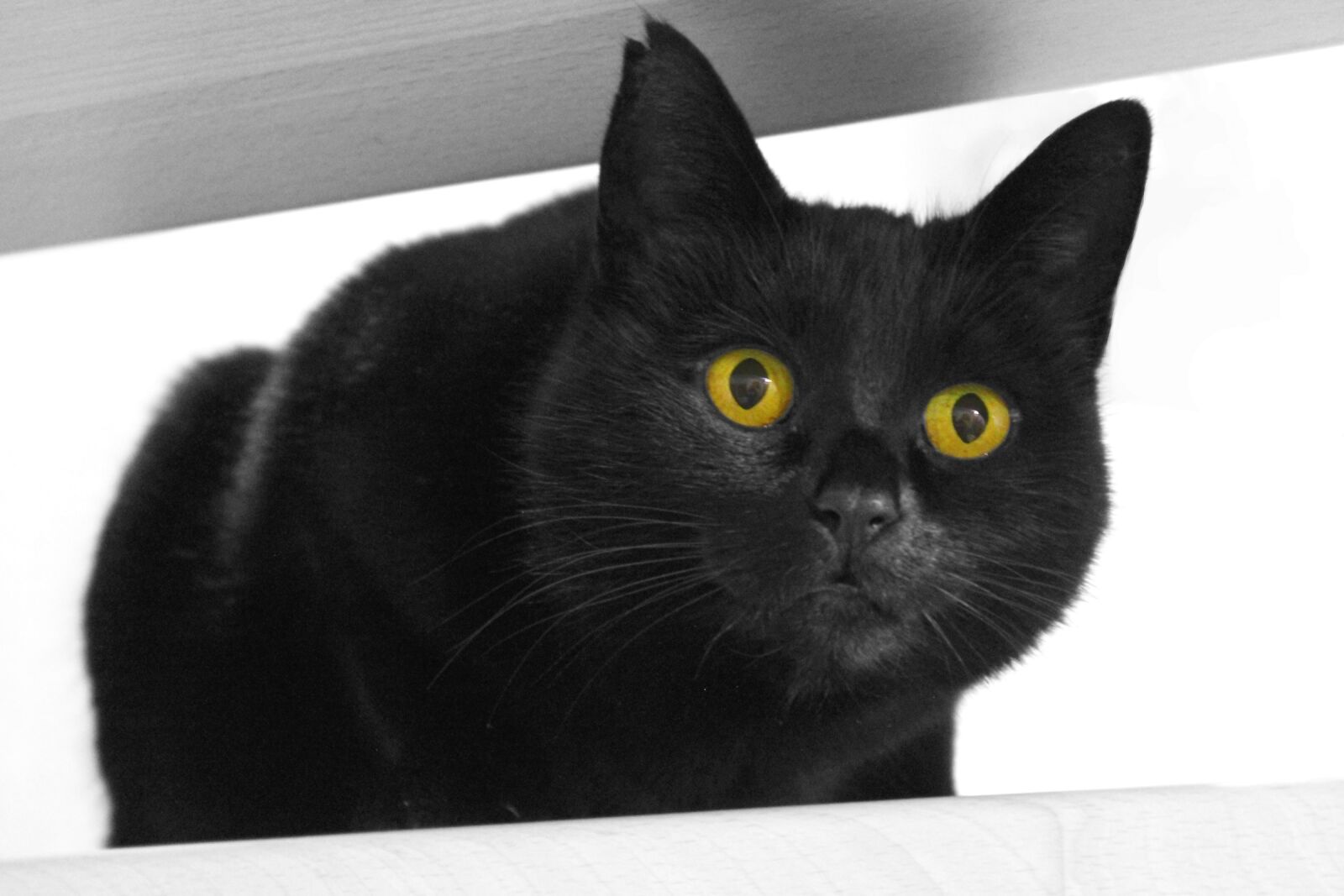 Canon EOS 550D (EOS Rebel T2i / EOS Kiss X4) sample photo. Black cat, looking, domestic photography