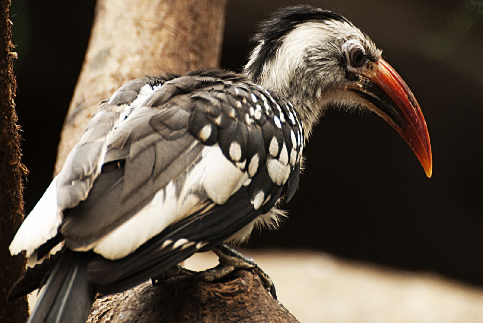 Nikon D80 sample photo. Bird, plumage, animals photography
