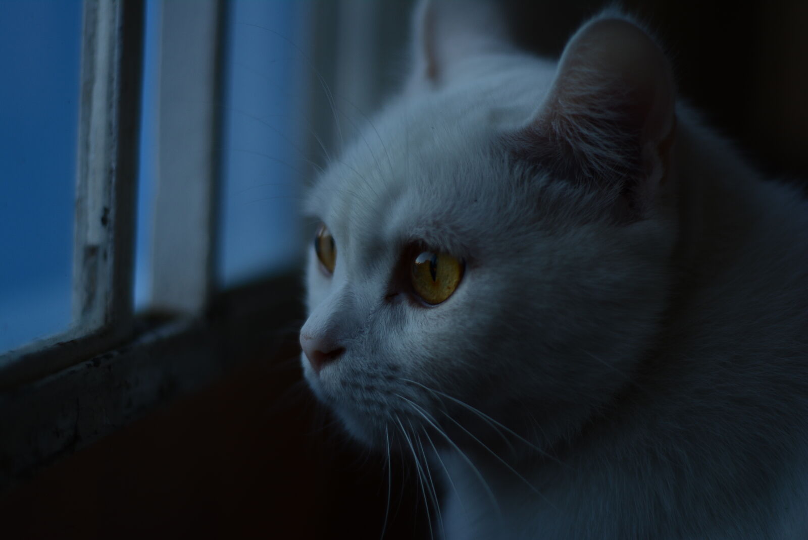 Nikon AF Nikkor 50mm F1.8D sample photo. Cat, cat, eyes, cat photography