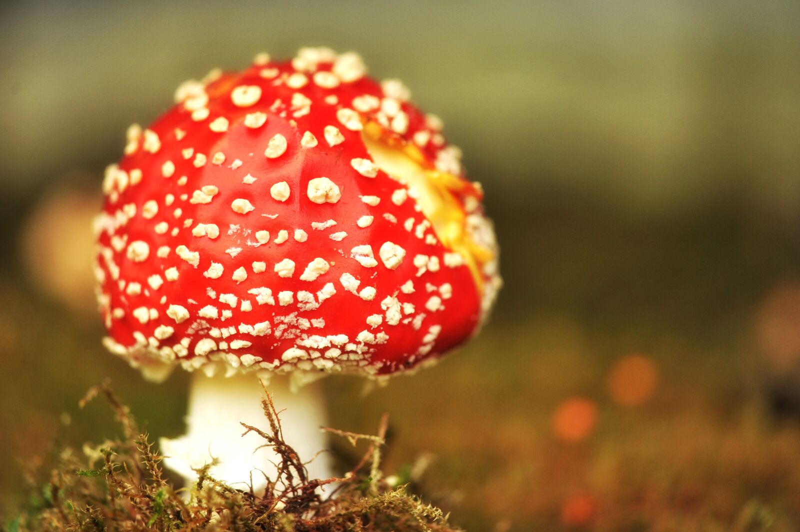 Nikon D3S sample photo. Mushroom, fly agaric, moss photography