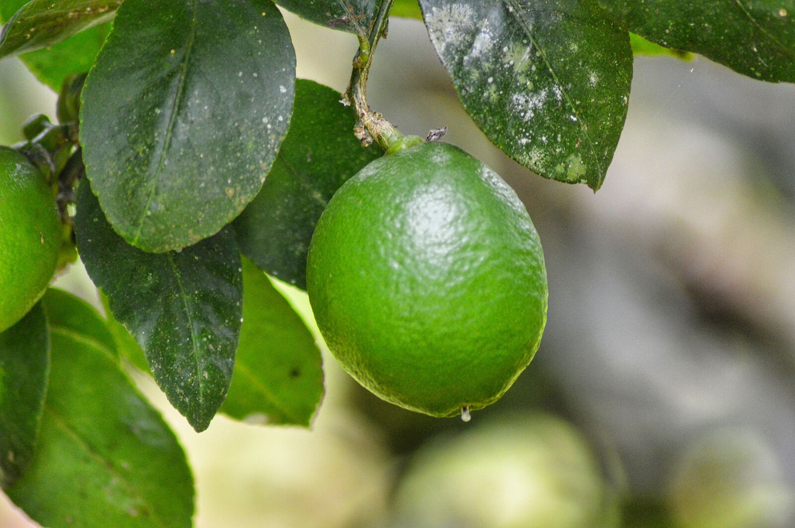 Nikon D3200 sample photo. Lemon, leaf, fruit photography