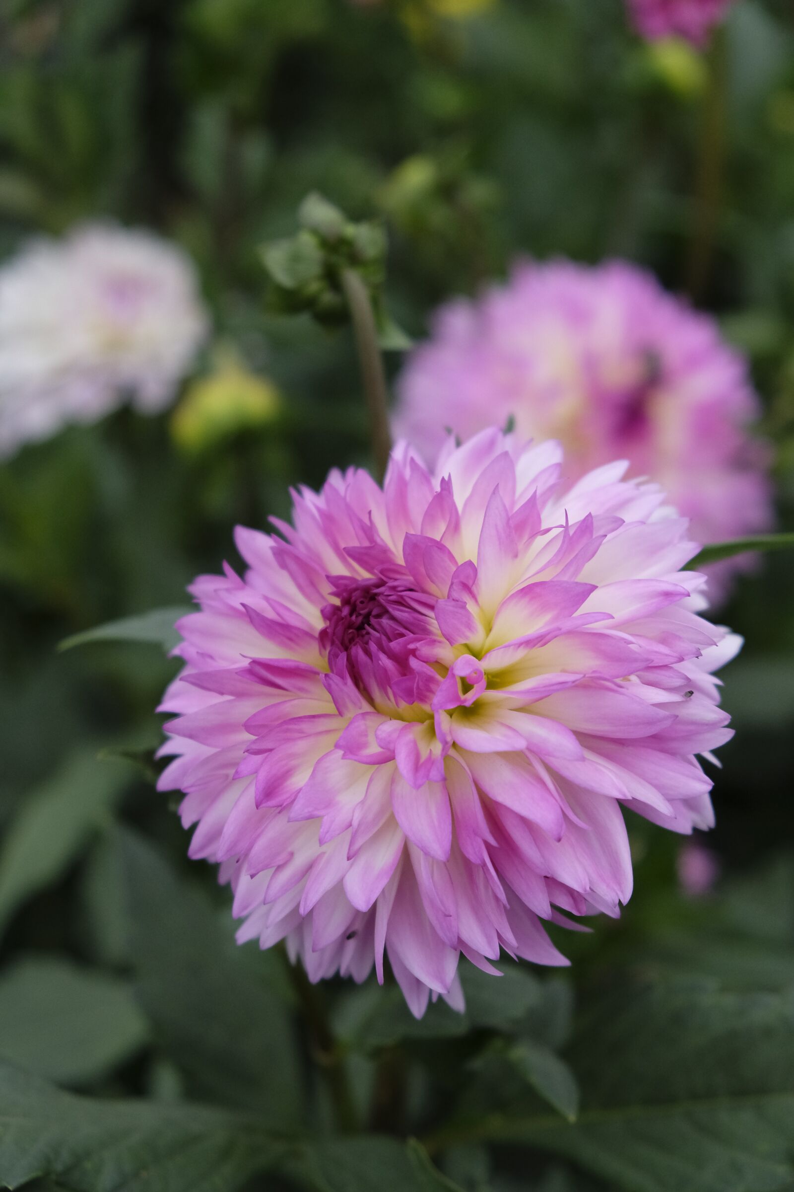 Fujifilm XF 18-55mm F2.8-4 R LM OIS sample photo. Flower, blossom, bloom photography