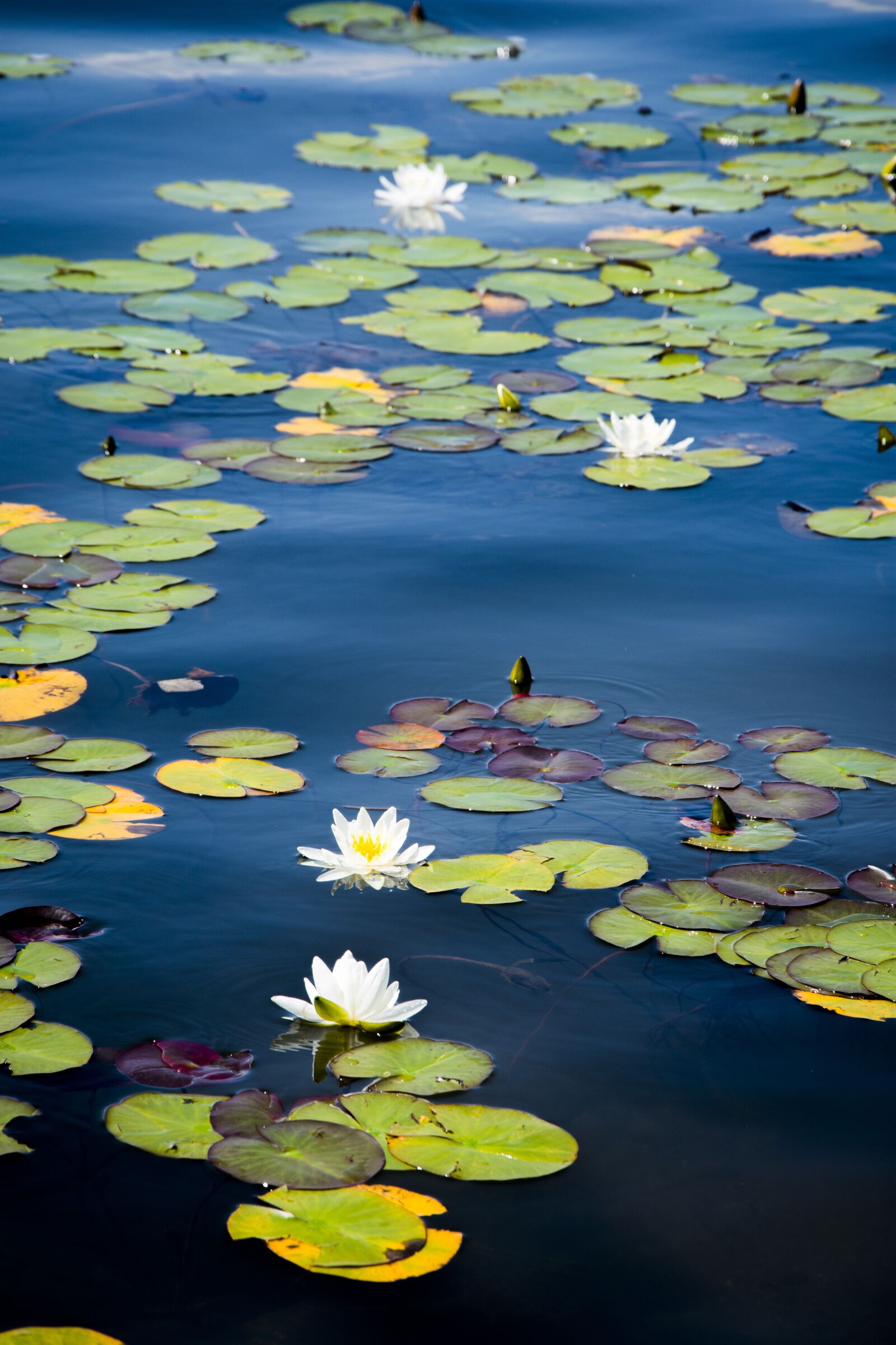 Nikon D7200 sample photo. Lake, lily, bloom photography