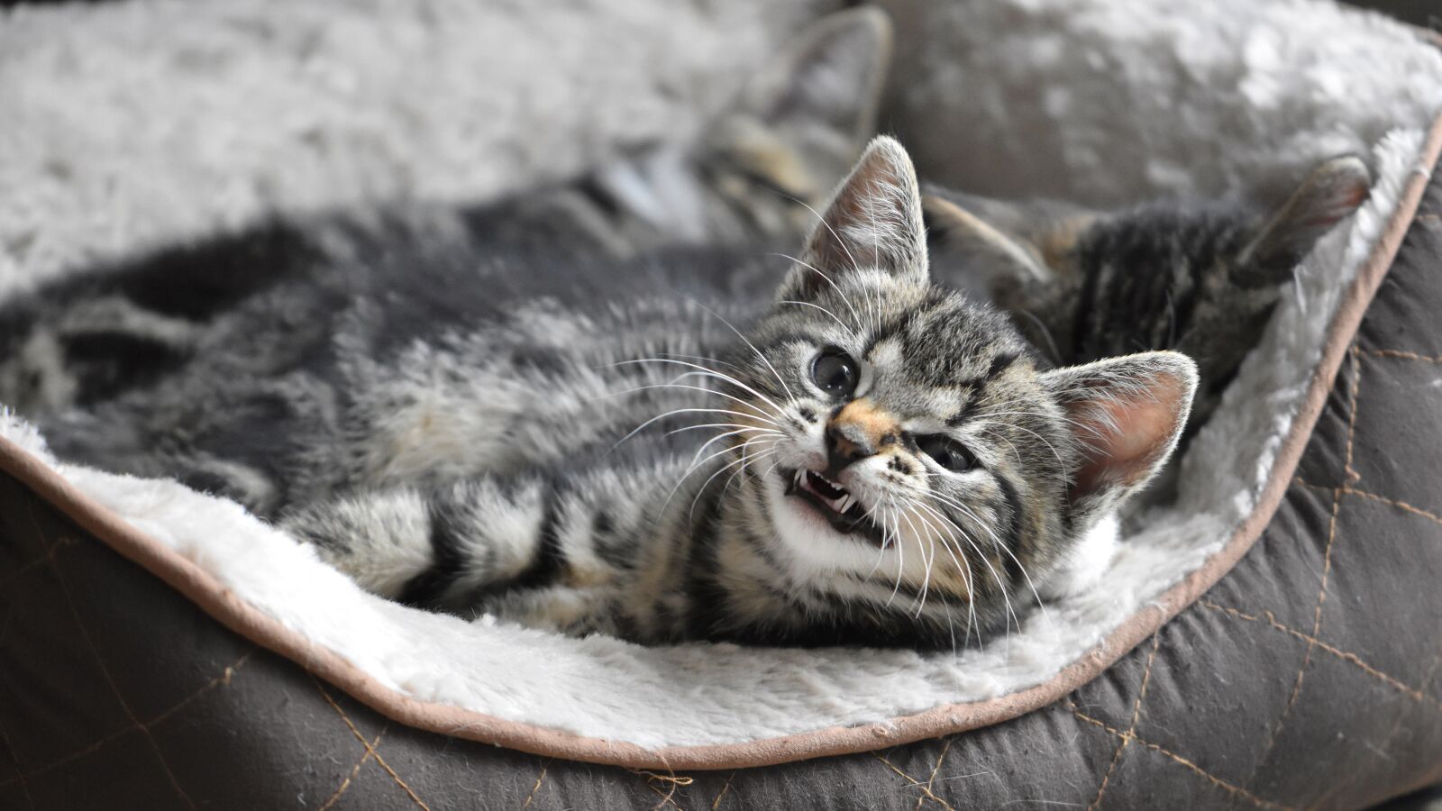 Nikon D5600 sample photo. Cat, kitten, mackerel photography