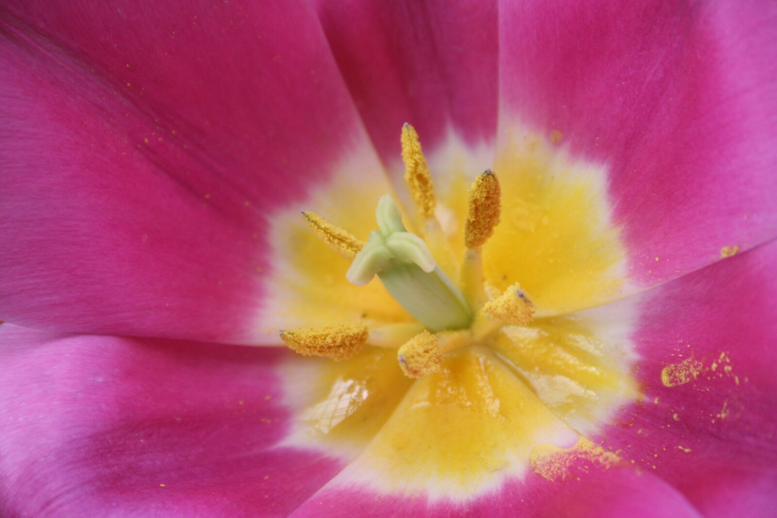 Canon EOS 350D (EOS Digital Rebel XT / EOS Kiss Digital N) sample photo. Flower, nature, flora photography