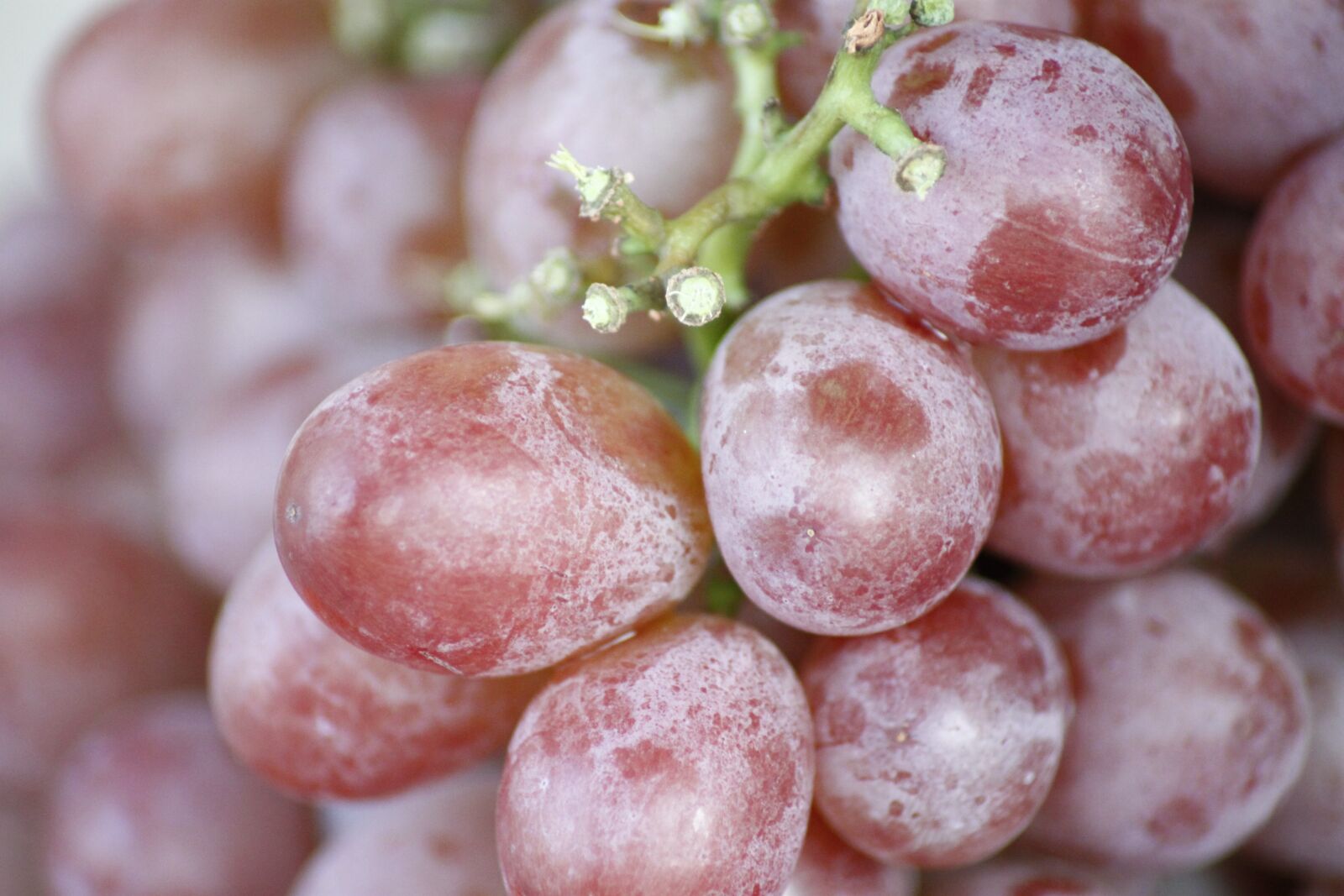 Canon EOS 500D (EOS Rebel T1i / EOS Kiss X3) sample photo. Grape, fruit, macro photography