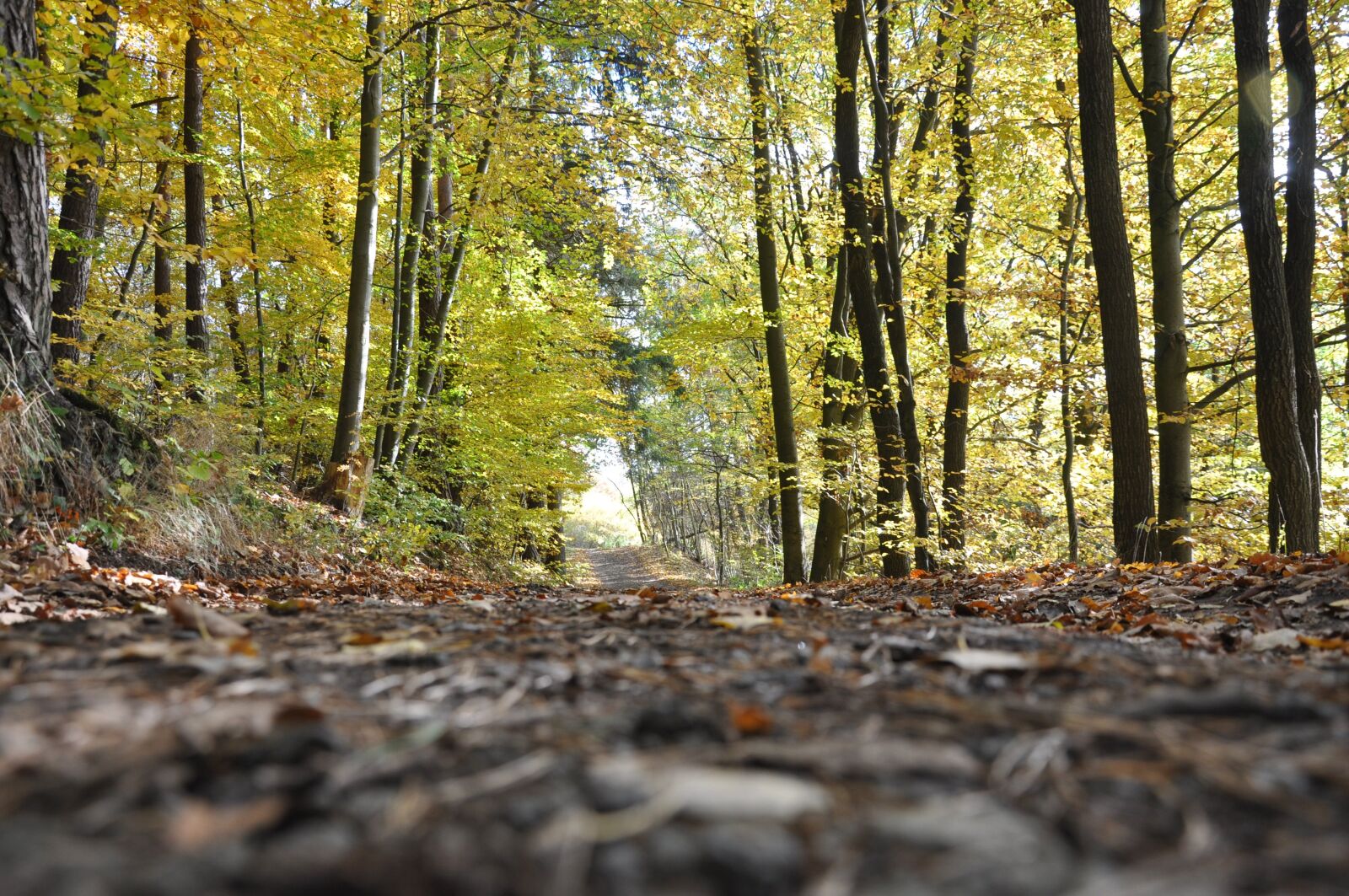 Nikon D90 sample photo. Forrest, wood, tree photography