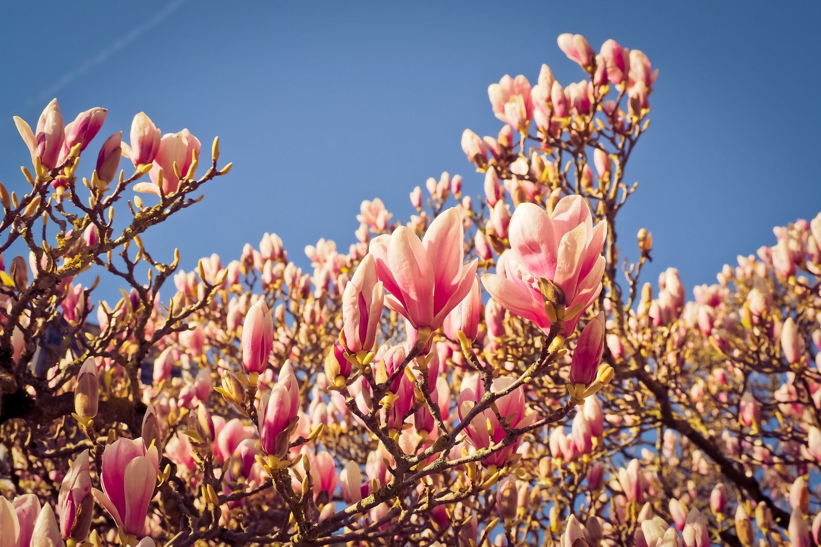 Olympus OM-D E-M10 sample photo. Magnolia, tree, flowers photography