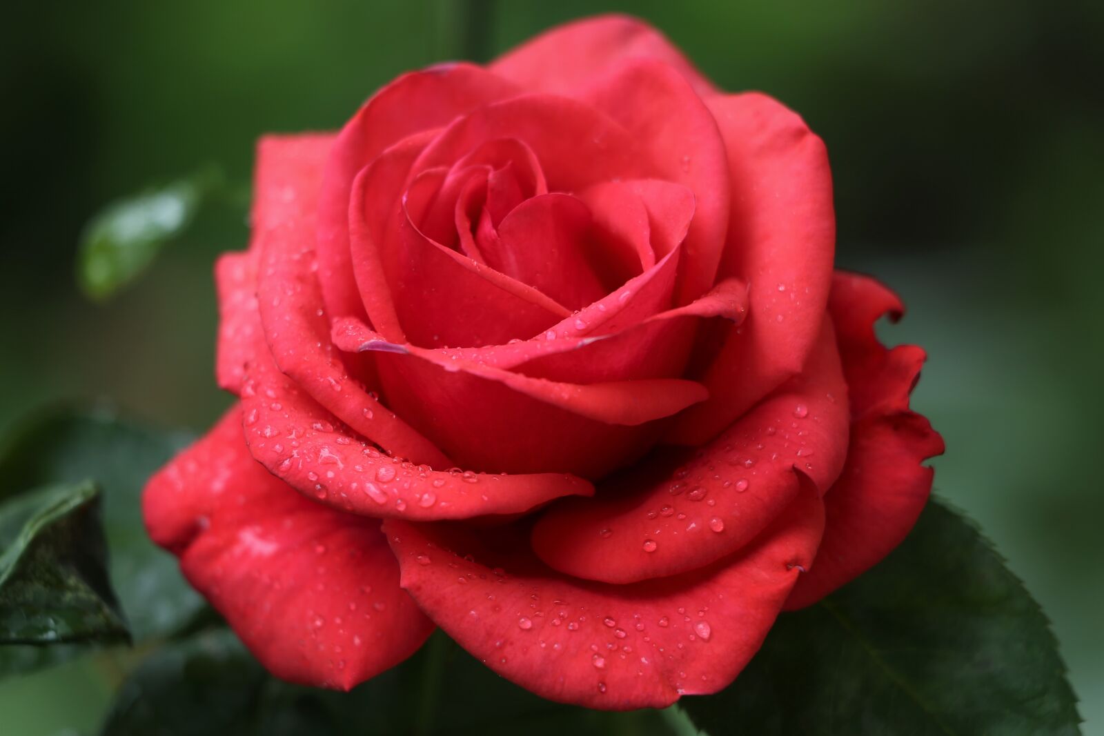 Canon EOS 6D + Canon EF 70-300 F4-5.6 IS II USM sample photo. Red velvet rose, after photography