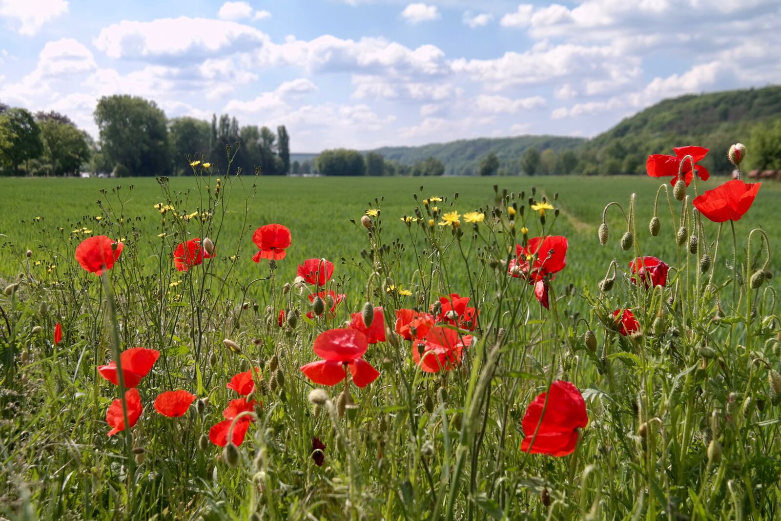 Samsung NX300 sample photo. Flower meadow, poppy, meadow photography