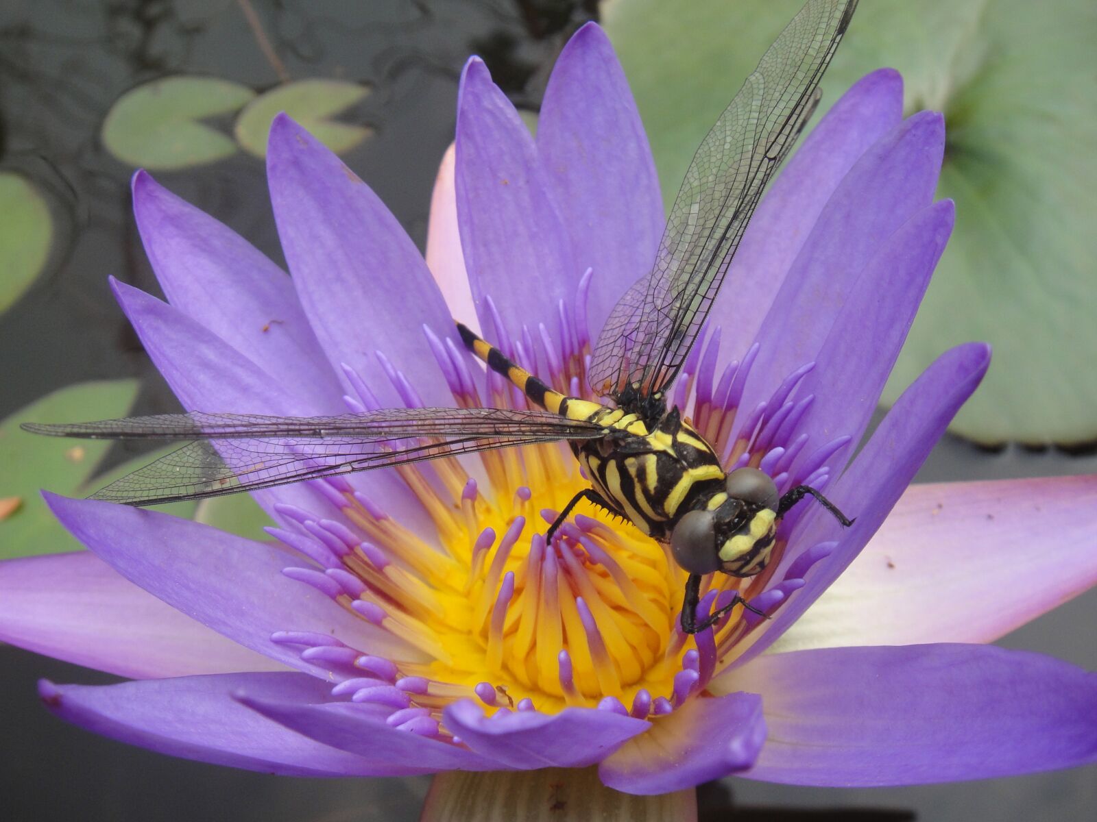 Sony DSC-TX1 sample photo. Water lily, bug, dragonfly photography
