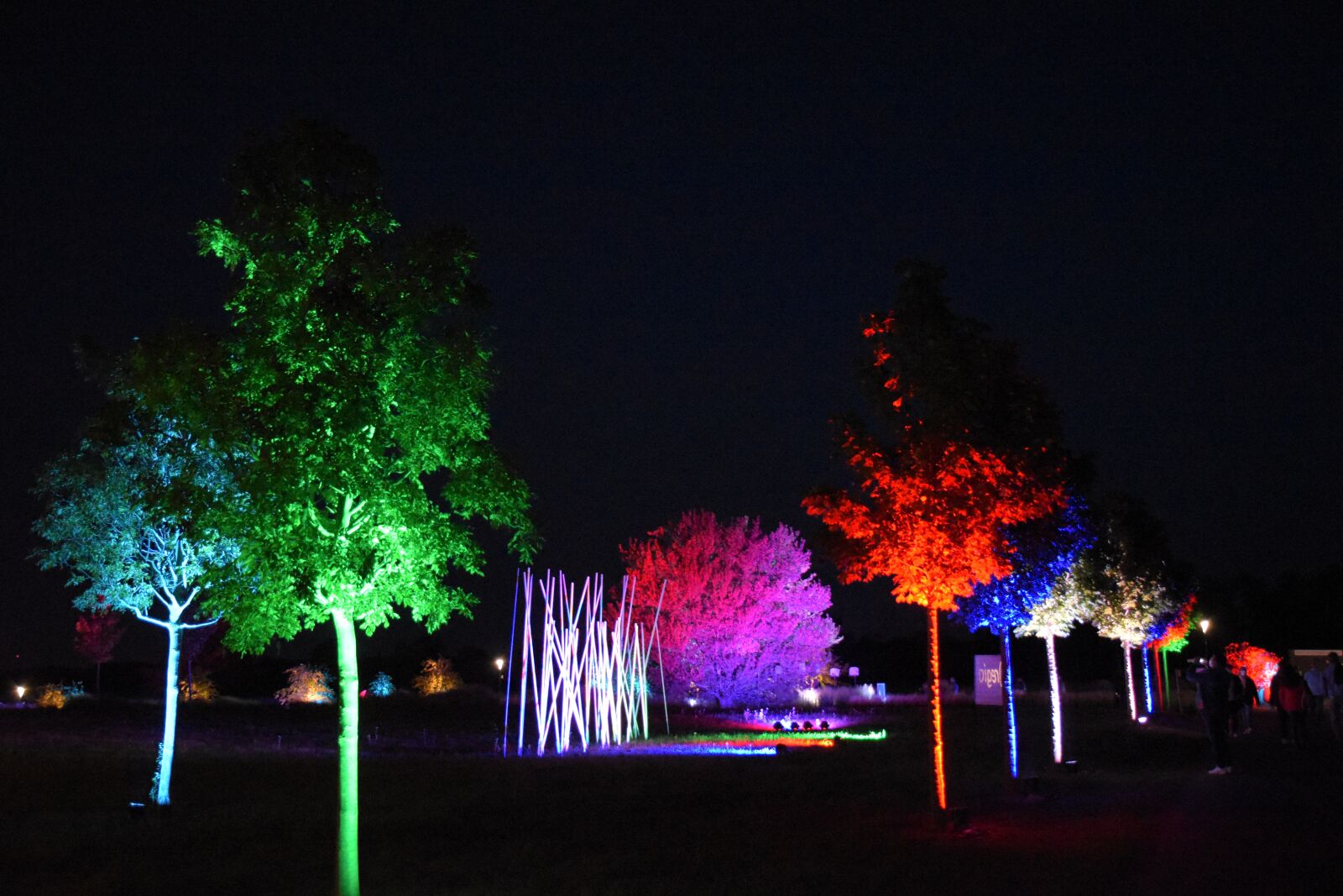 Nikon D5600 sample photo. Shining, trees, dark photography