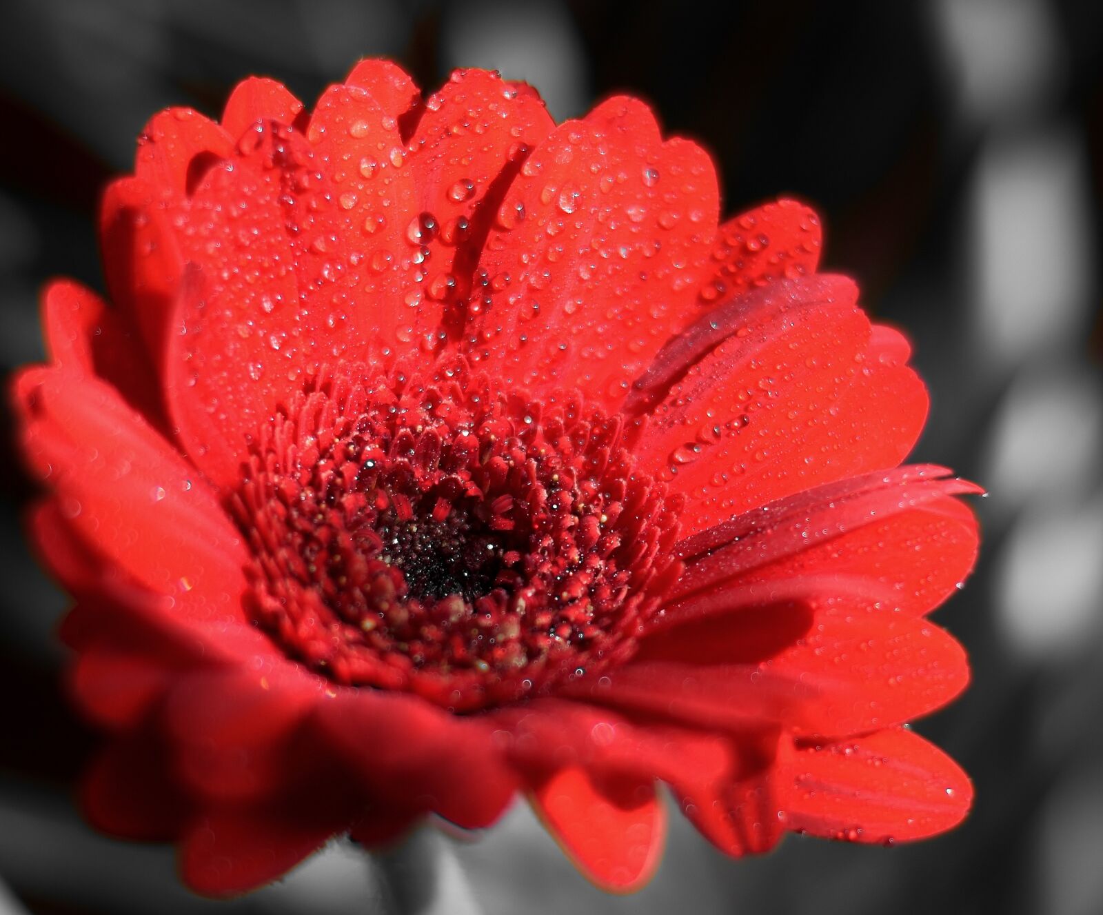 Nikon D5600 sample photo. Flower gerbera, red, blossom photography