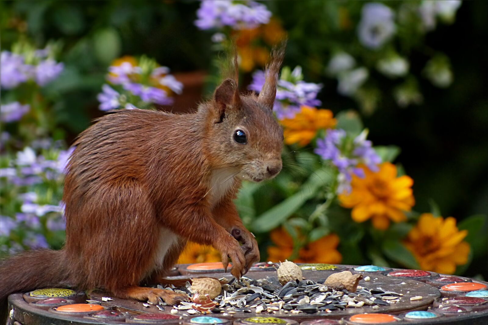 Panasonic Lumix DMC-FZ200 sample photo. Squirrel, sciurus vulgaris major photography