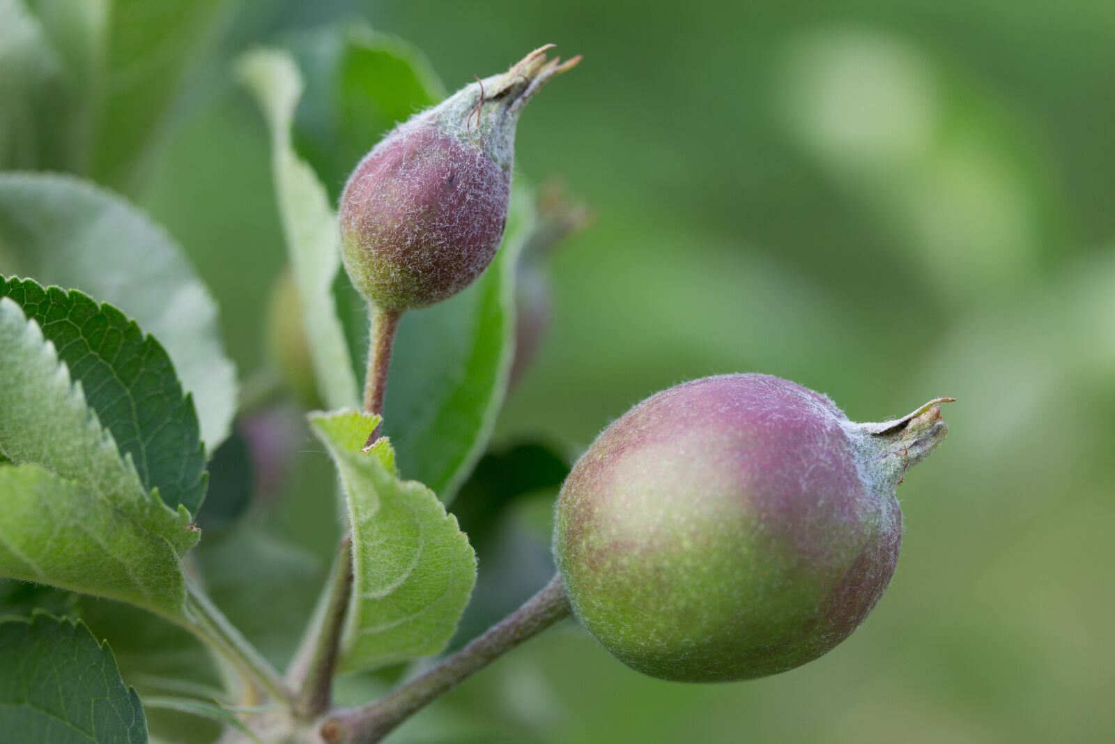 Canon EF-S 60mm F2.8 Macro USM sample photo. Apple, immature, room photography