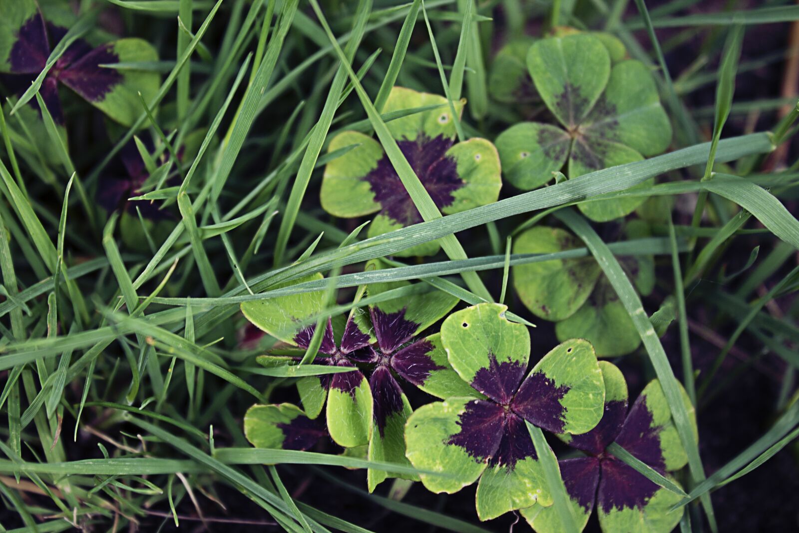 Canon EOS 1100D (EOS Rebel T3 / EOS Kiss X50) sample photo. Klee, lucky clover, luck photography
