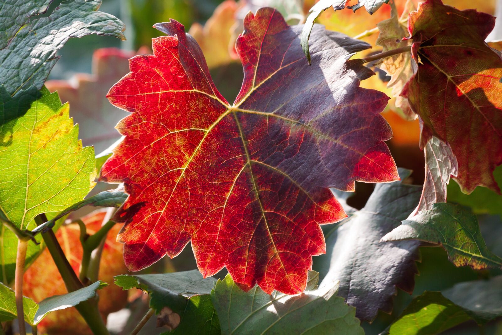 Canon EOS 50D sample photo. Wine, leaf, wine harvest photography