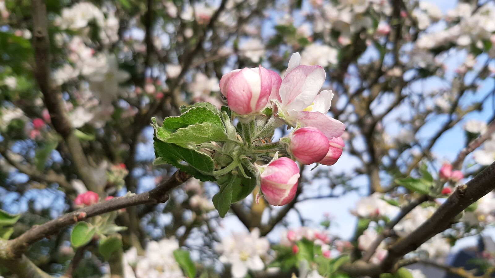 Samsung Galaxy A50 sample photo. Spring, apple, flowers photography