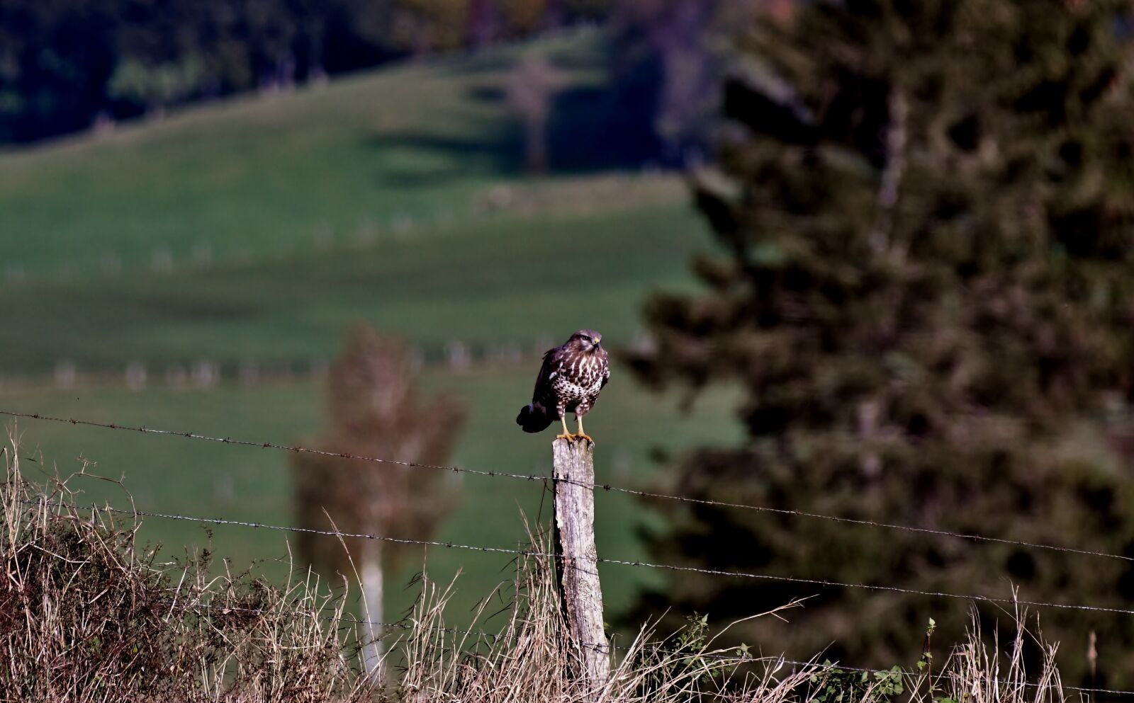 Nikon D500 sample photo. Common buzzard, bird of photography