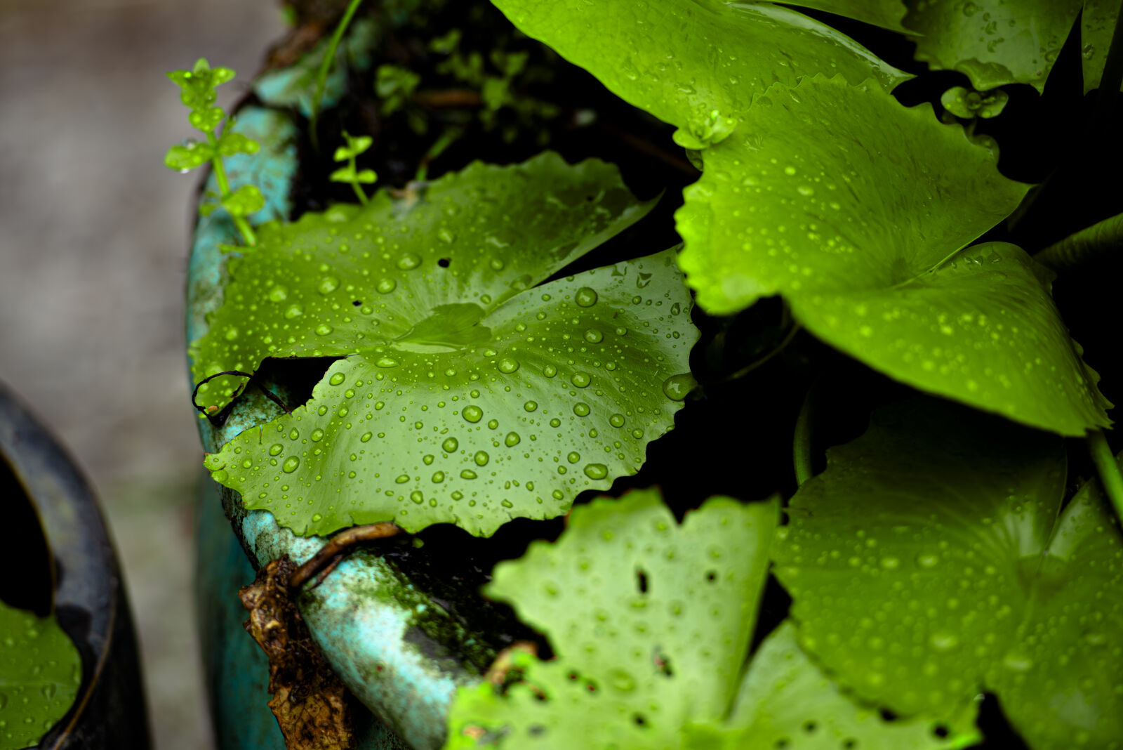 Nikon D750 sample photo