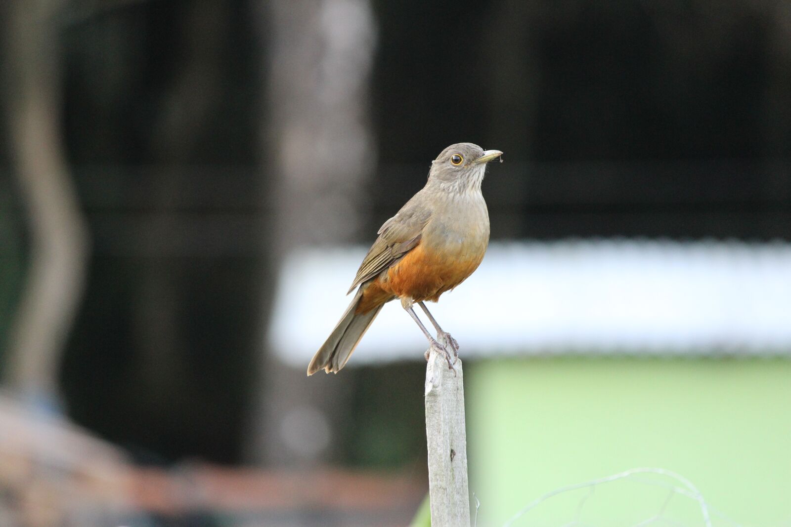 Canon EOS 1200D (EOS Rebel T5 / EOS Kiss X70 / EOS Hi) sample photo. Knew, paige, bird photography