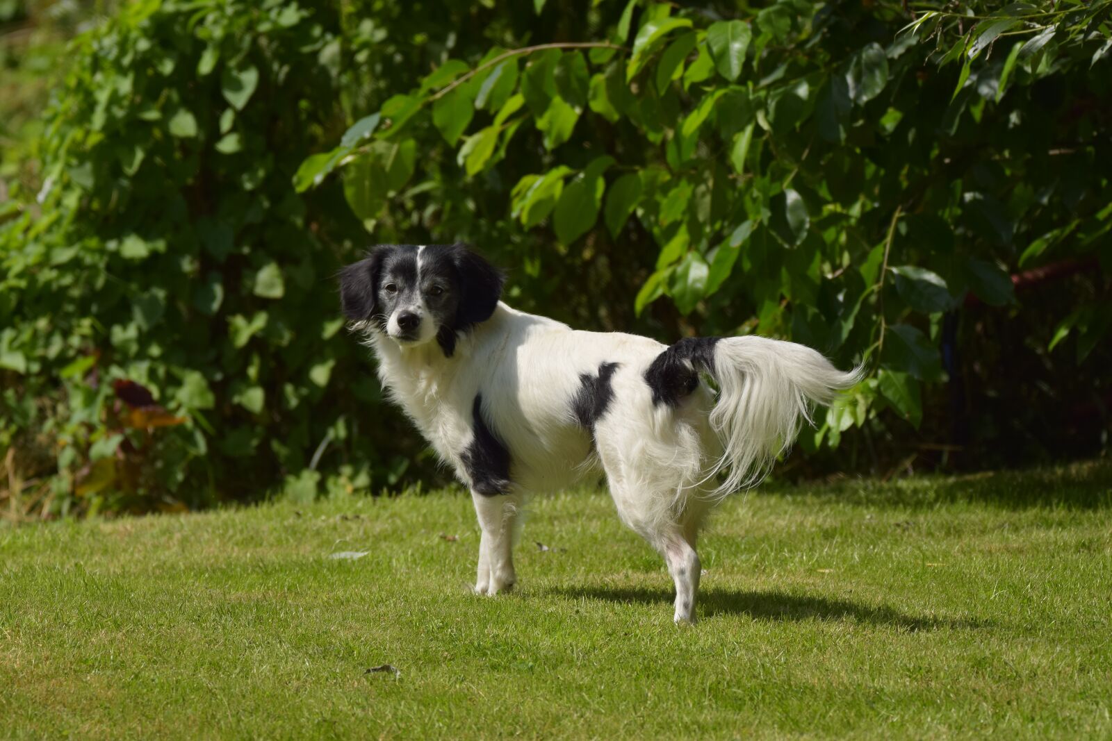 Nikon D5300 sample photo. Dog, hybrid, no photography
