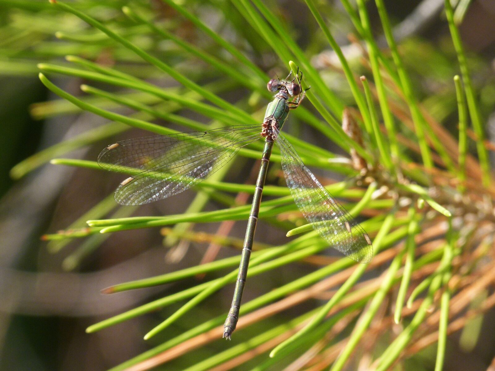Leica V-Lux 2 sample photo. Green dragonfly, chalcolestes viridis photography