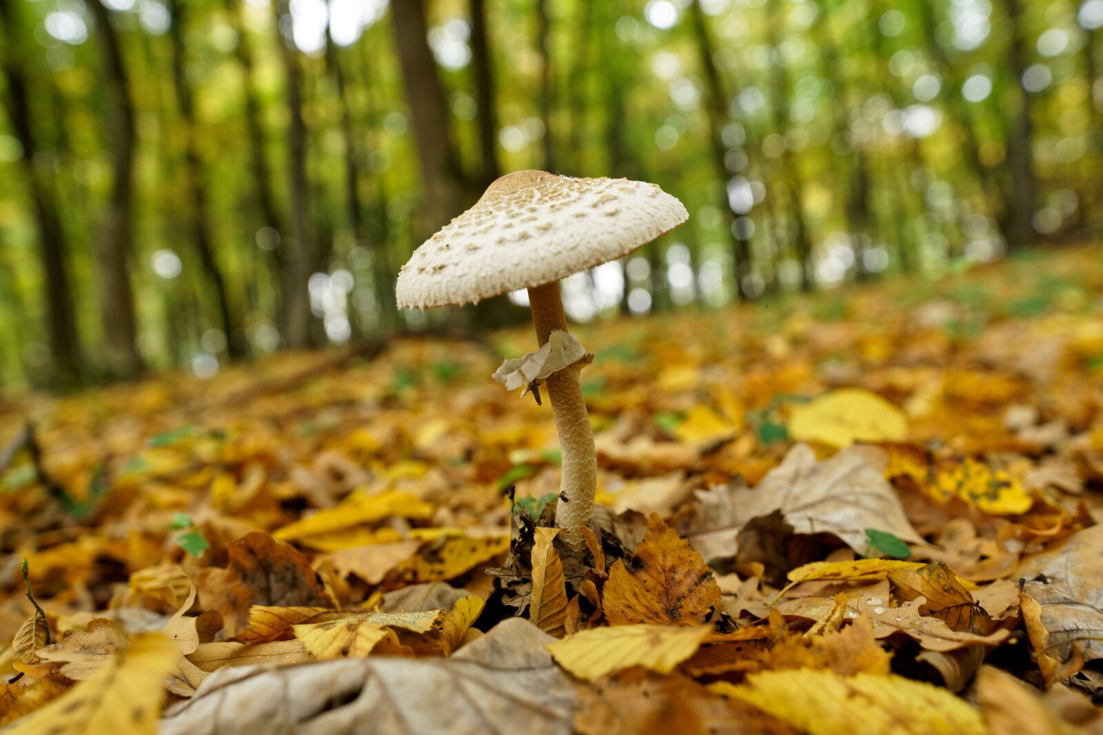 Sony FE 16-35mm F2.8 GM sample photo. Mushroom, leaves, autumn photography