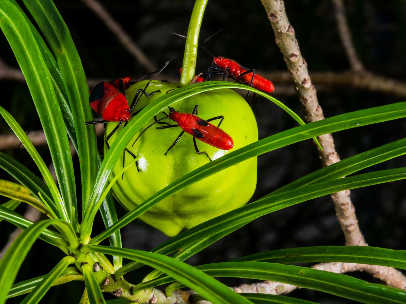 Fujifilm X-S1 sample photo. Beetle, red, crawl photography