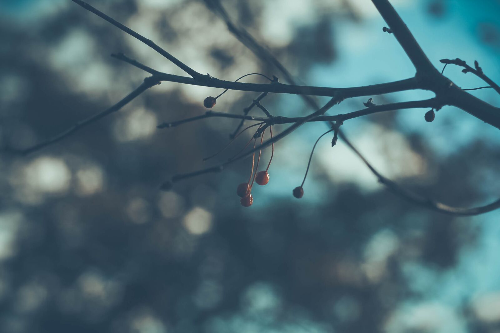 Canon EOS 60D + Canon EF 50mm F1.8 II sample photo. Nature, winter, outdoors photography